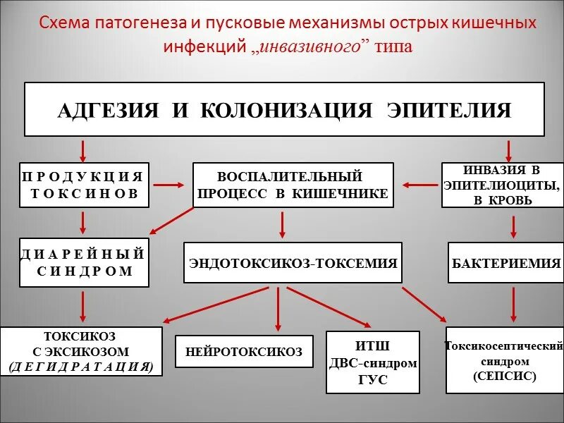 Патогенез кишечной инфекции. Патогенез кишечной инфекции. Кишечные заболевания пути передачи. Острые кишечные инфекции патогенез. Патогенез кишечной инфекции.