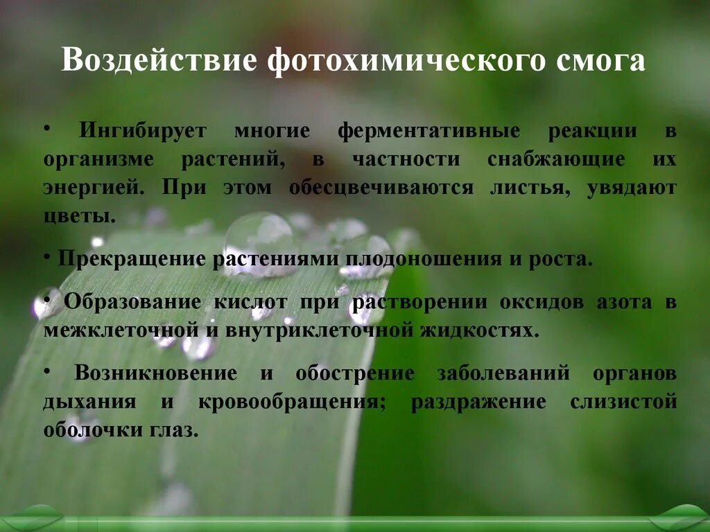 Какие факторы способствуют образованию смог в городе. Влияние смога. влияние смога на растения. фотохимический смог влияние на растения. фотохимический смог образуется в результате.