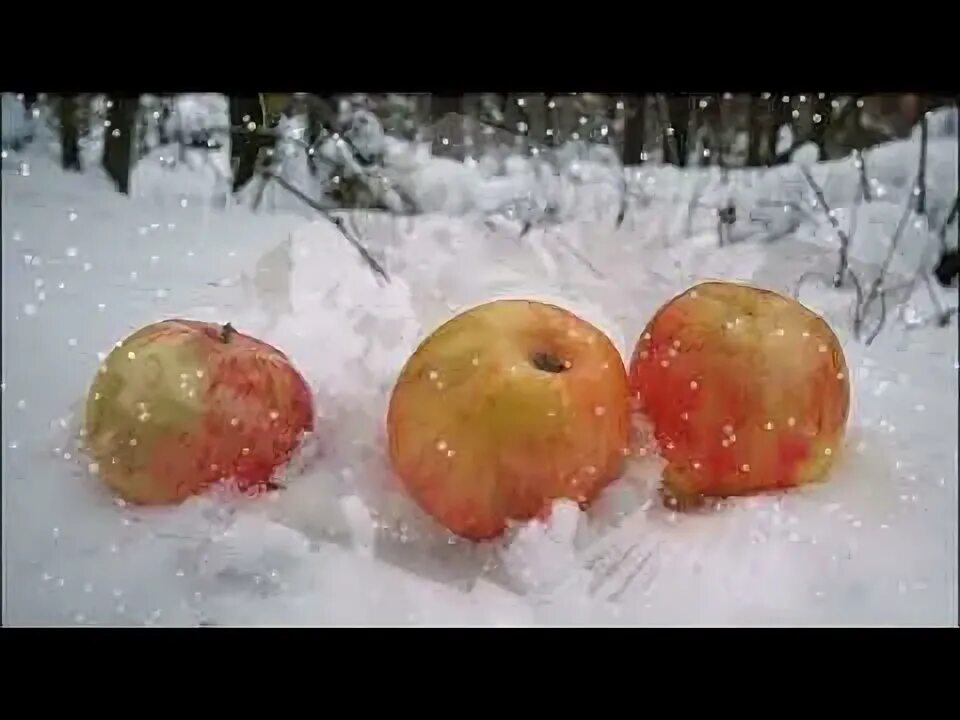 Яблоки на снегу кто исполняет. Яблоки на снегу. яблоки на снегу фото. яблоки отечественные зимние. деревенька яблоки на снегу.