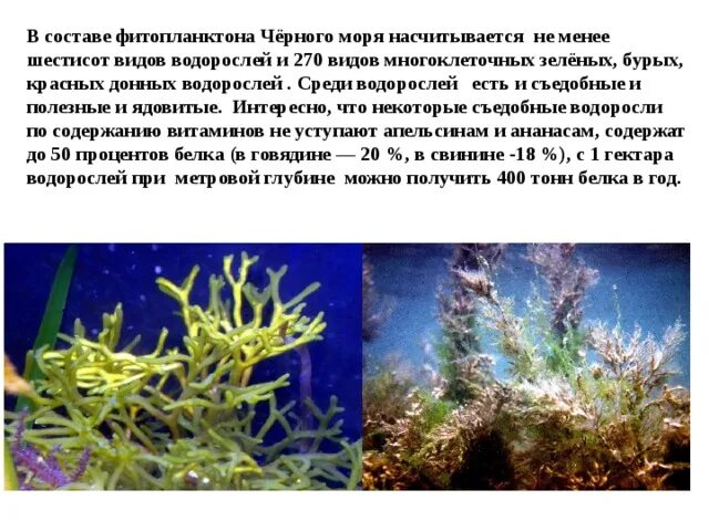 Приспособления для жизни у водорослей. Водоросли черного моря. Съедобные водоросли черного моря. Донные водоросли виды. Бурые водоросли черного моря.