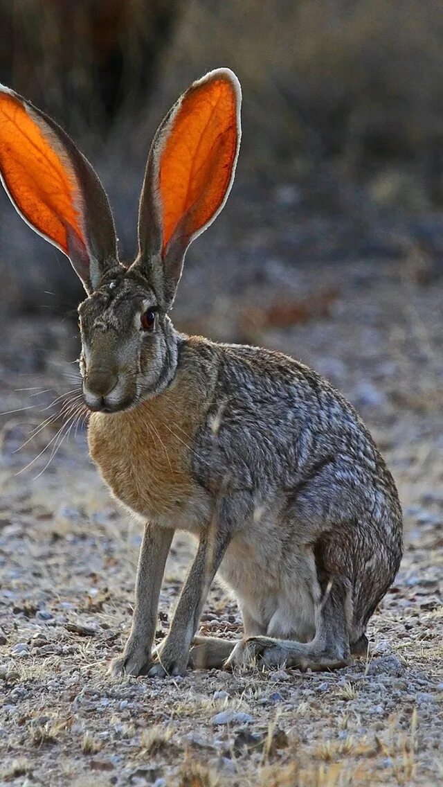Почему уши у зайцев. Заяц Русак уши. Заяц Русак и кролик. Заяц толай. Дикий заяц Русак.