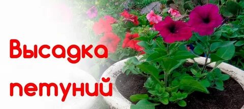 Горшочек по составу