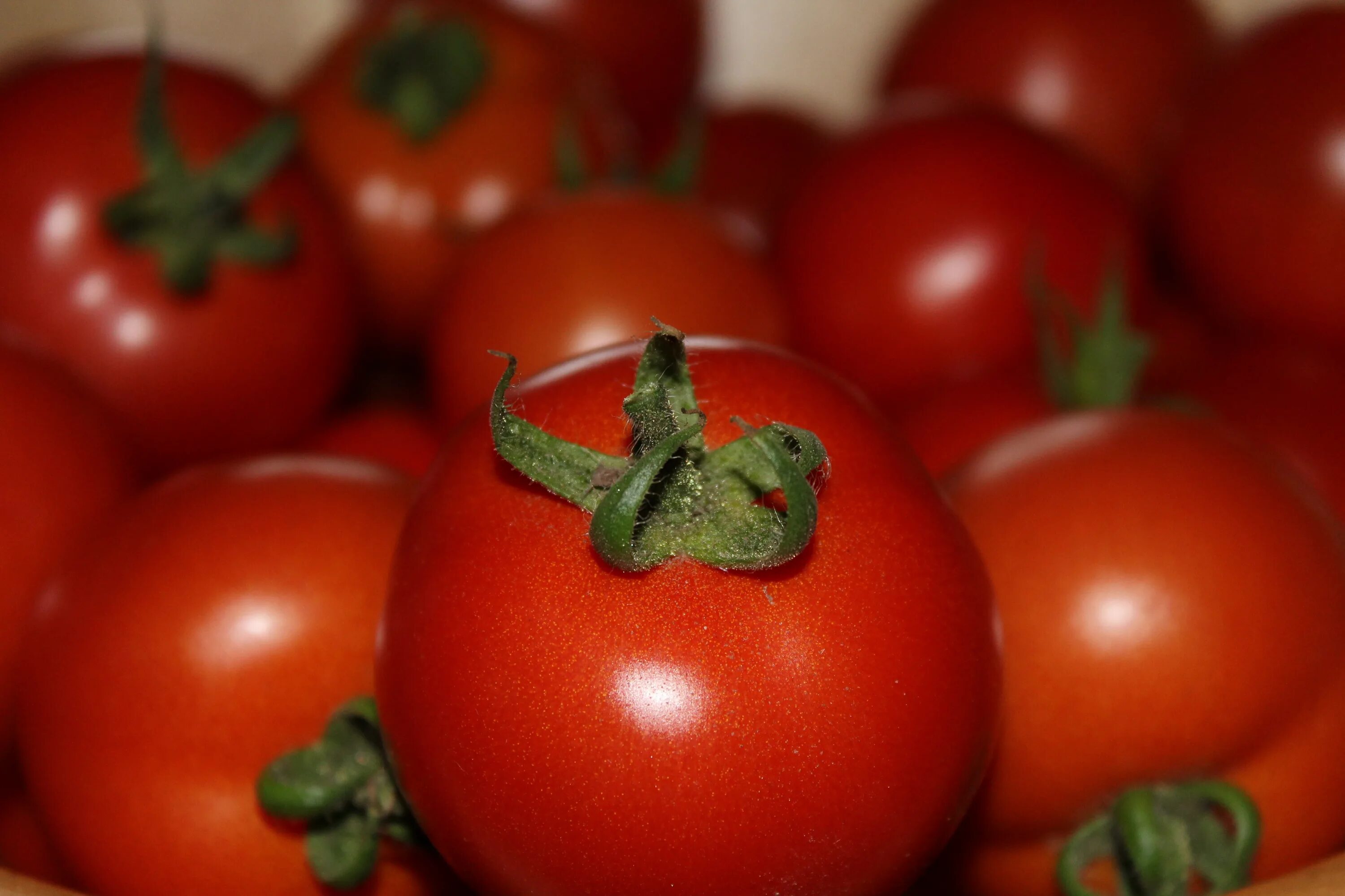 Томат Лоренцо. Красный помидор. Томатные овощи. Спелые помидоры.