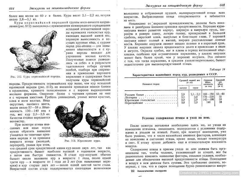 Как определить возраст курочки