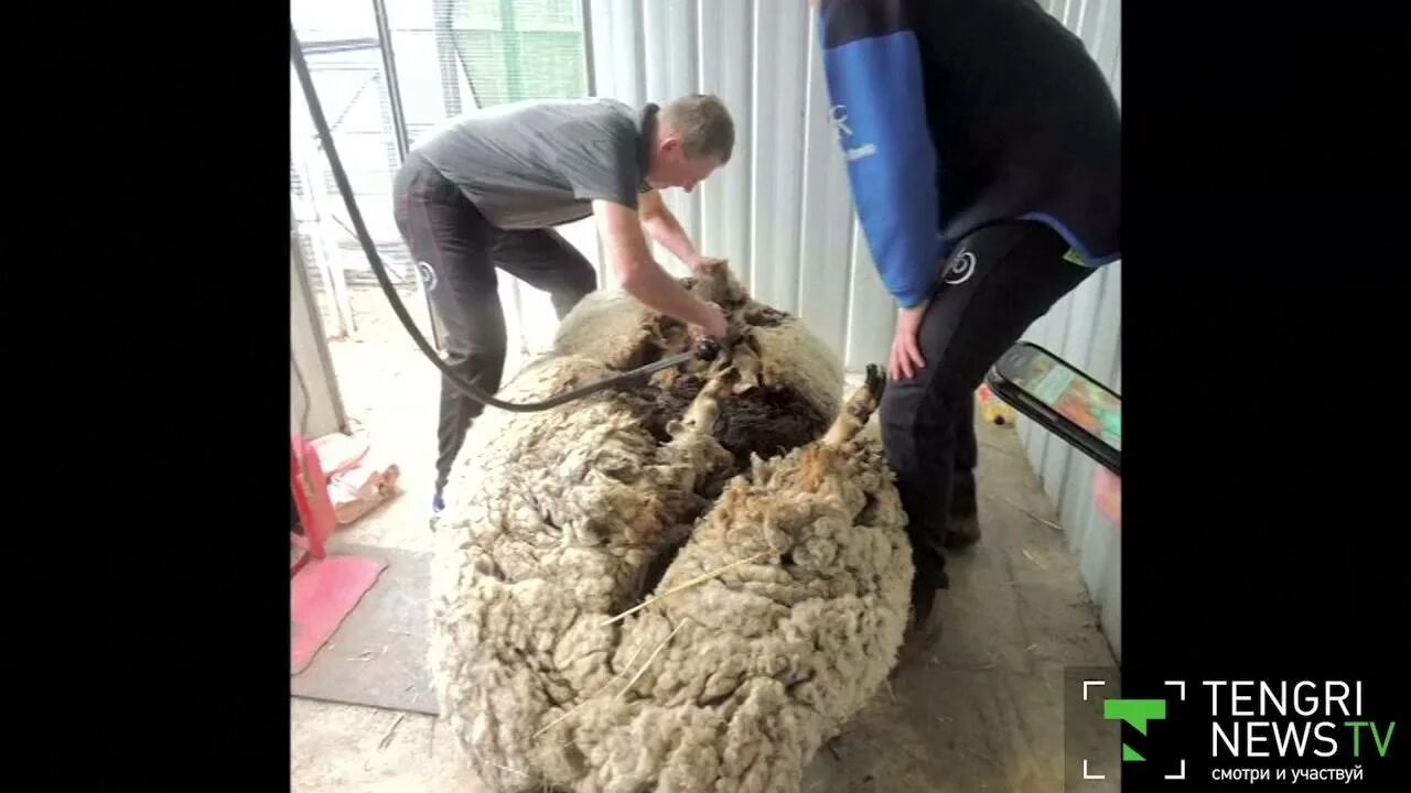 Стрижка овец. Стрижка овец в Австралии. Стригали овец. Стрижка овец потерявшейся.