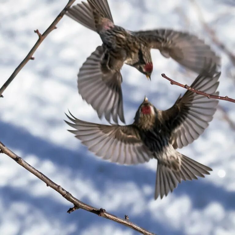 Птичка без слов. Чечетка. Чечётка птица фото зимой самка и самец. Чечетки парочка птицы. Фото снизу птицы чечетки.