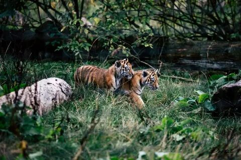 Zoological society