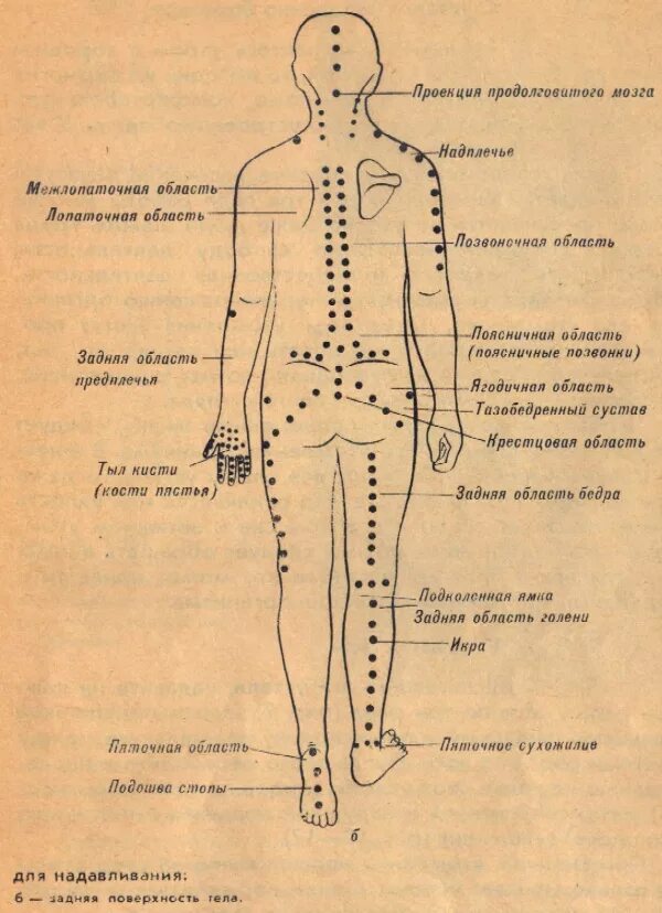 Точечный массаж спины. Шиатсу проекция органов. Точки для массажа. Точки на спине для массажа. Акупунктурные точки на спине.