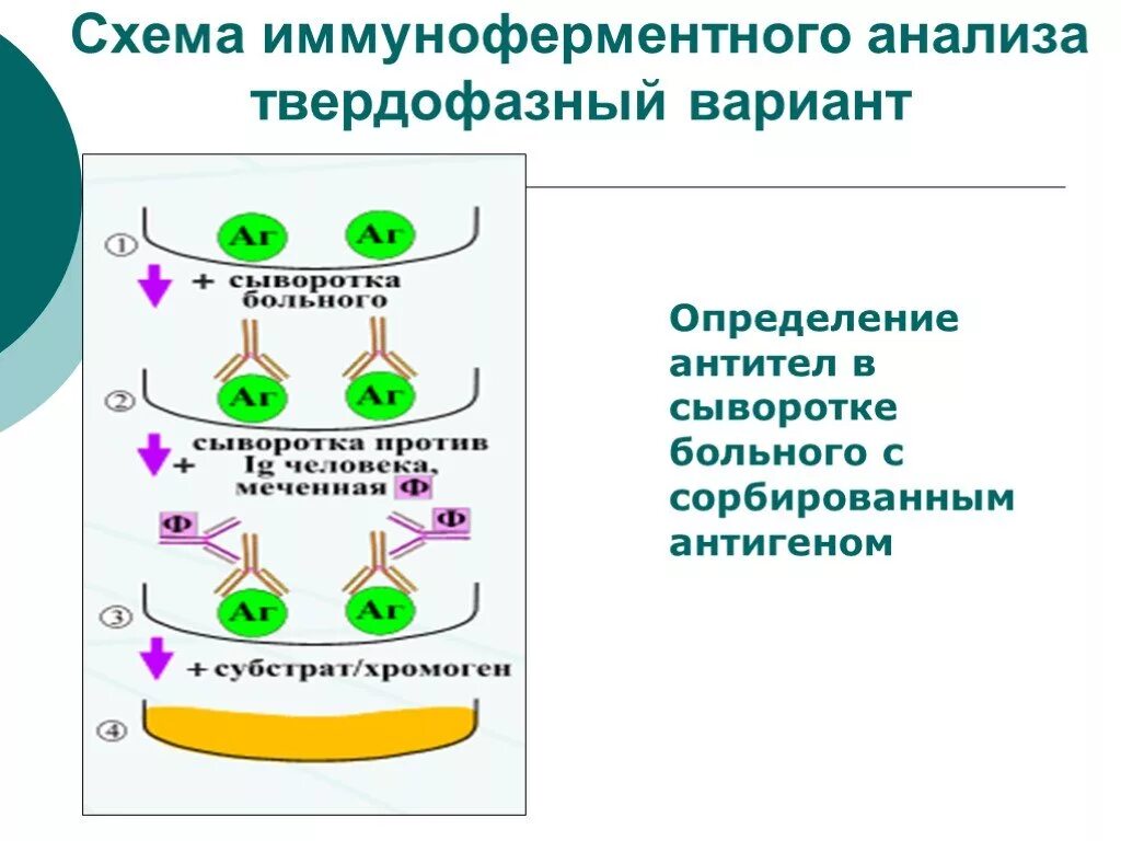 Схема ИФА обнаружение антигена. Схему протекания твердофазного ИФА. Непрямой метод ИФА схема. Твердофазный конкурентный ИФА схема. Ифа качественно что это