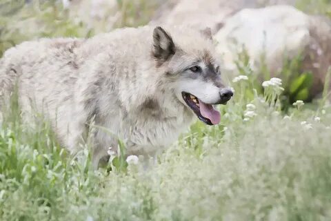 Wolf springs