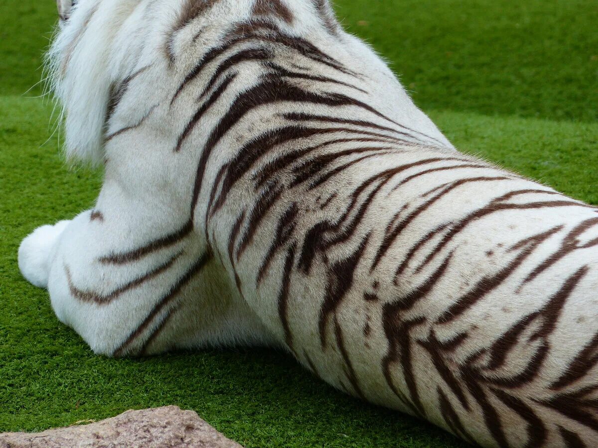 Полосатая шерсть. Бенгальский тигр альбинос. Полосатый тигр. Полоски белого тигра. Тигр с белыми полосками.