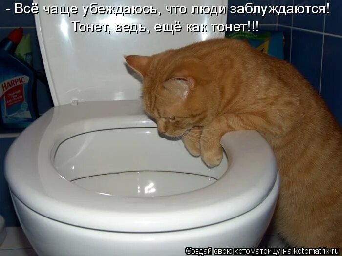 Гадит кот форум. Кот на унитазе. рыжий кот на унитазе. кот какает. рыжий кот гадит.