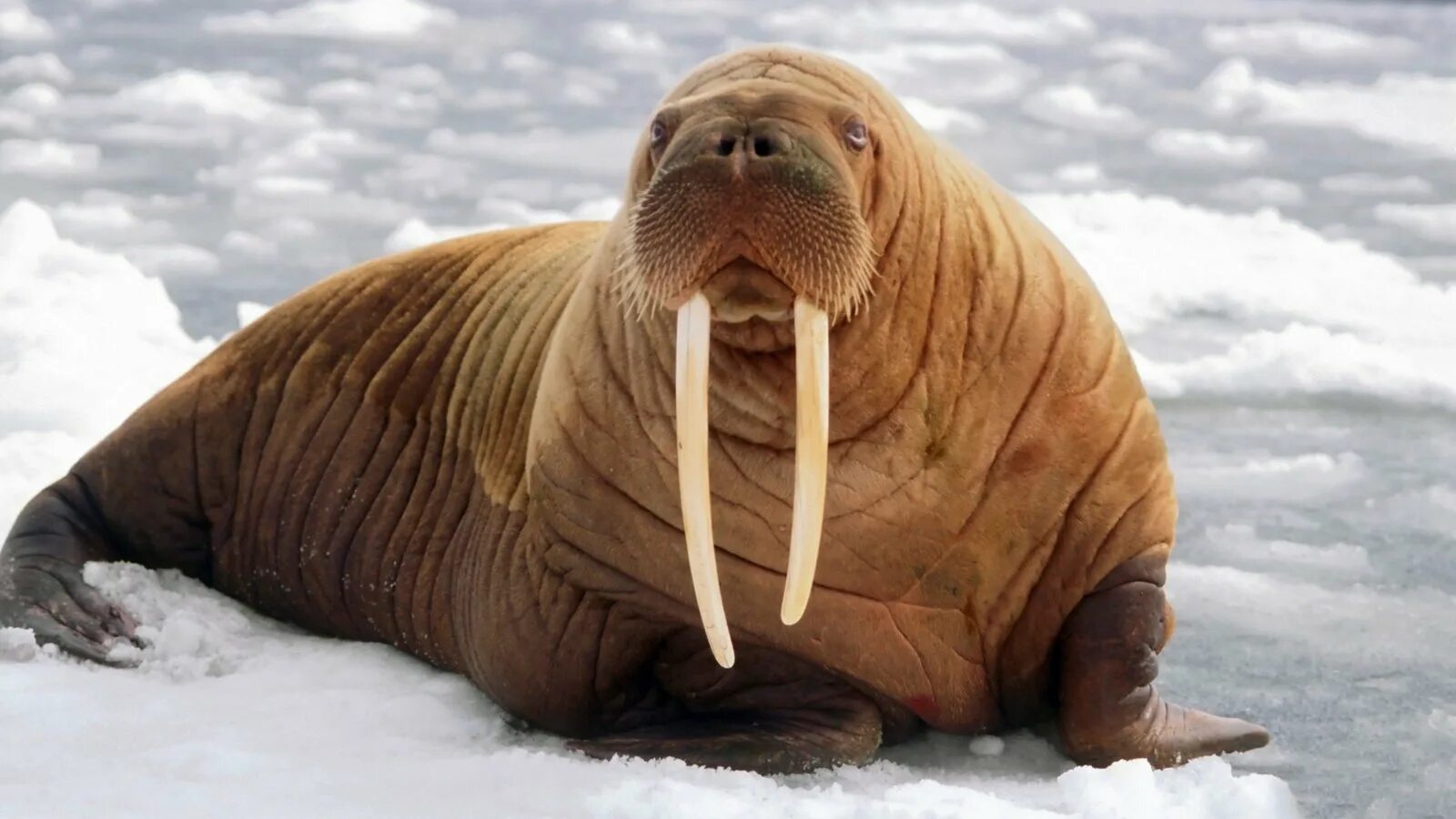 ластоногие млекопитающие морж. полный моржей. полный моржей. полный моржей. земля франца-иосифа атлантический морж.