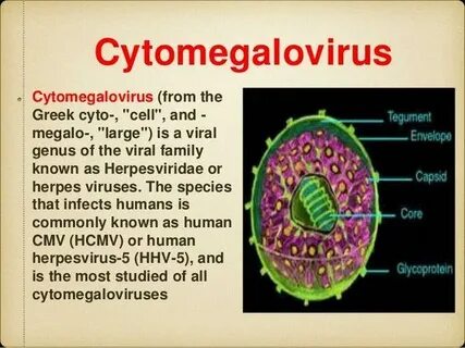 Cytomegalovirus что это