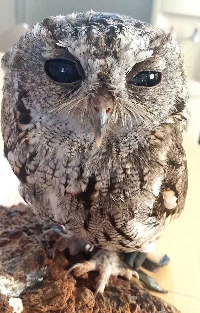 Как выглядят глаза совы Meet Zeus: The Rescued Blind Owl With Stars in His Eyes