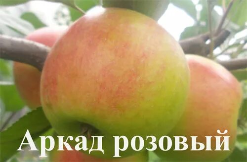 Wealthy Apple Tree - One Green World