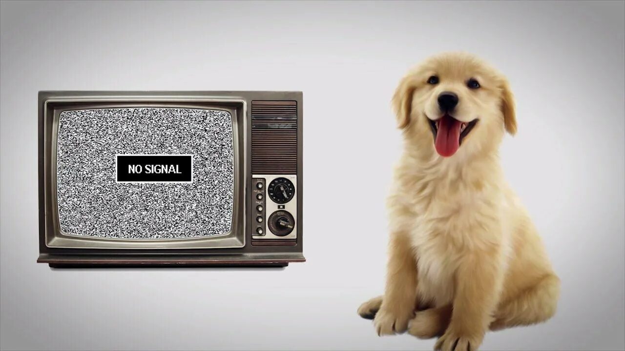 Собаки телик. Собака ТВ. Собака реагирует на телевизор. Собака над экраном.