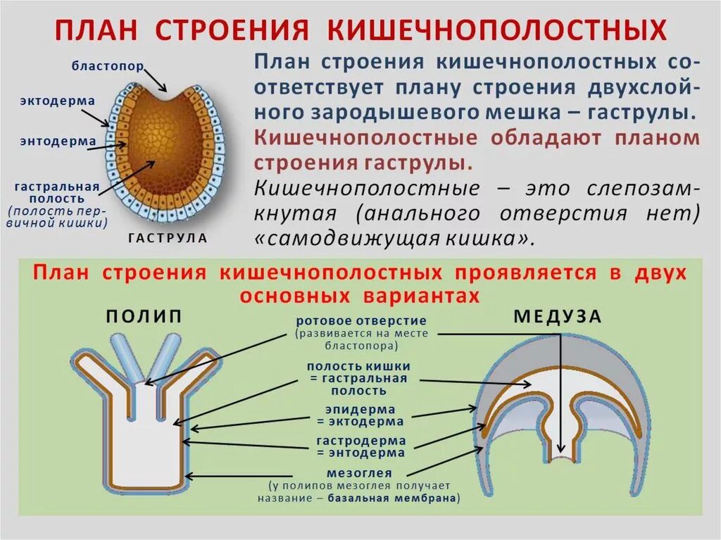 Спинной мозг из эктодермы. Мезодерма у кишечнополостных. Энтодерма у кишечнополостных. Строение эктодермы и энтодермы. План строения кишечнополостных.