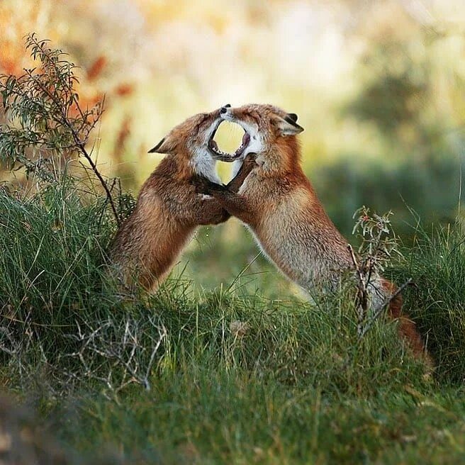 Wildlife ответы. Джулиан рад. Джулиан рад фотограф из Австрии. Фотоохота на животных в дикой природе. Фотографы дикой природы с животными.