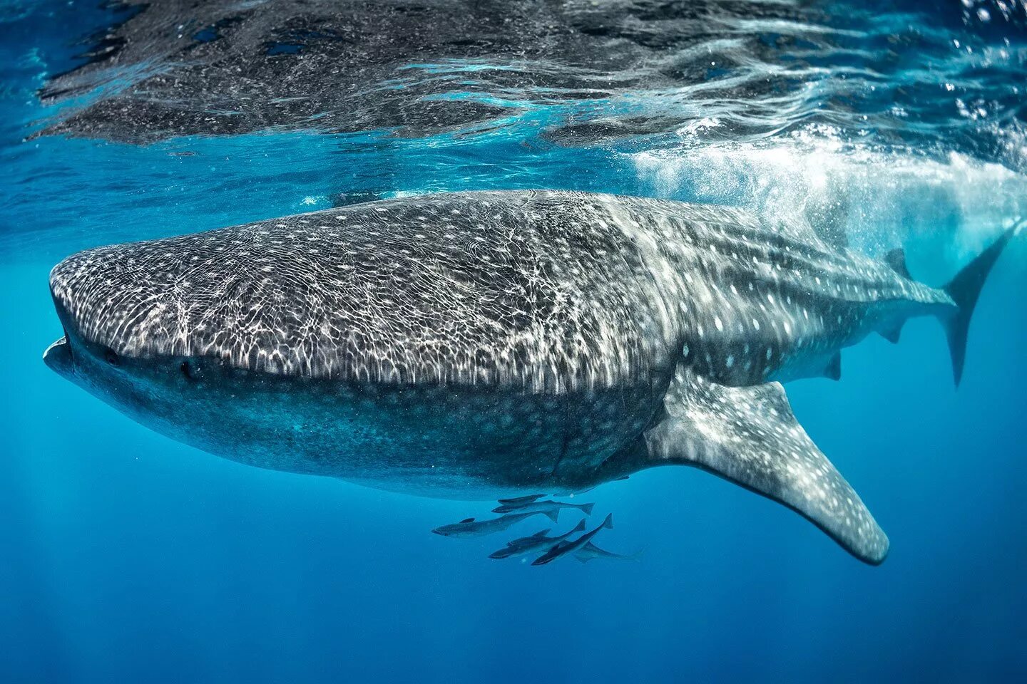 Сама большая акула. Гигантская китовая акула. Гигантская акула кит. Самая большая акула в мире. Самая большая китовая акула.