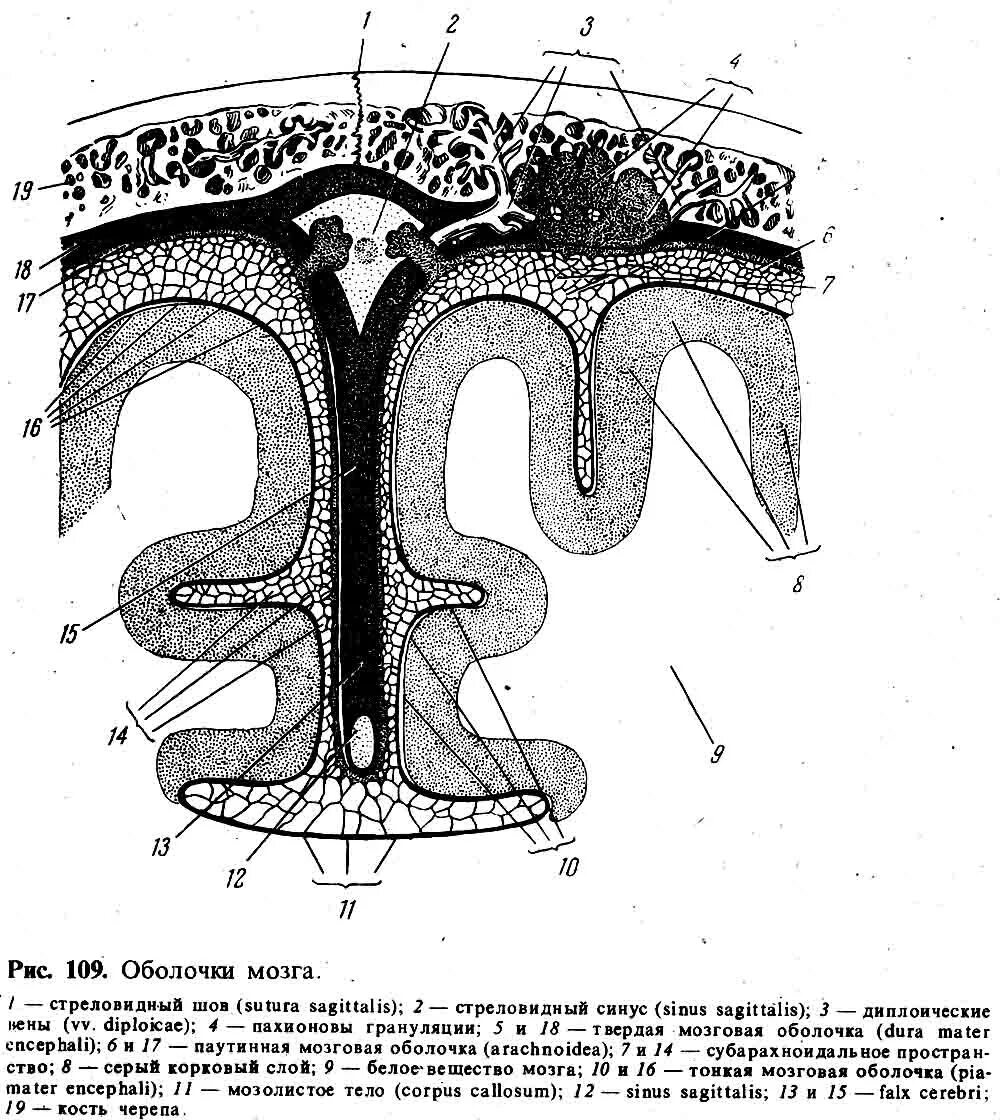Внутренняя оболочка мозга. Поперечный срез оболочек головного мозга. Твердая мозговая оболочка головного мозга схема. Твёрдая мозговая оболочка спинного мозга гистология. Арахноидальная оболочка головного мозга.