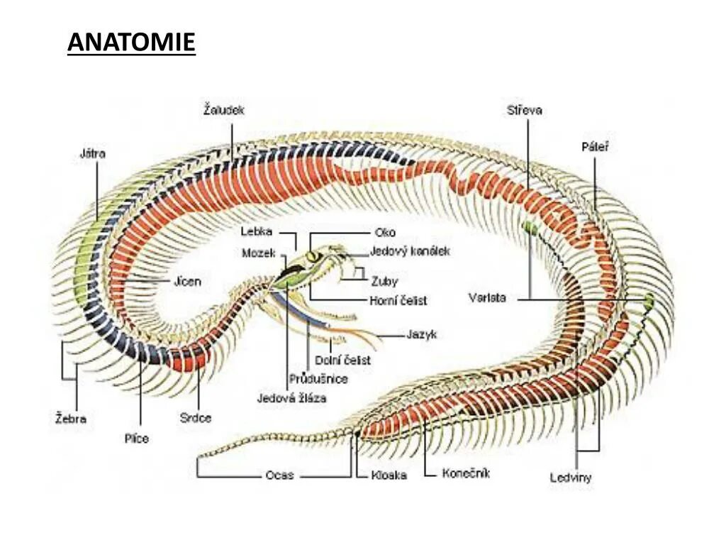Строение питона. Скелет змеи строение. Строение скелета змеи анатомия. Внутренне строение змеи. Пищеварительная система змеи схема.