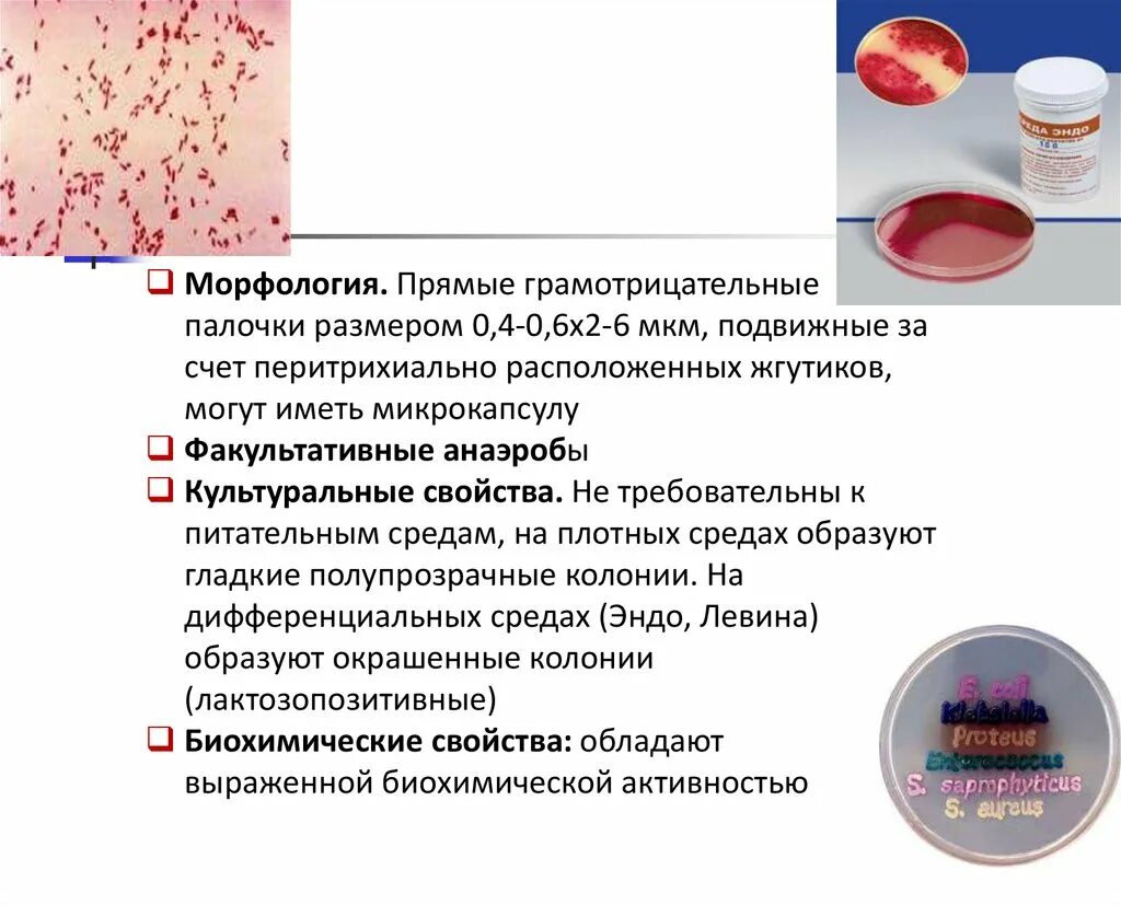 Эшерихии микробиология морфология. E coli морфология. Escherichia coli морфологические свойства. Эшерихии факультативные анаэробы. Свойства кишечной палочки