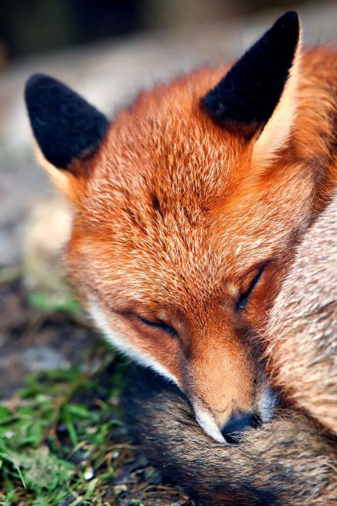Лиса краснодарского края. Red fox читать. Обыкновенная лисица (рыжая лисица). Rus foxes. Лисица.