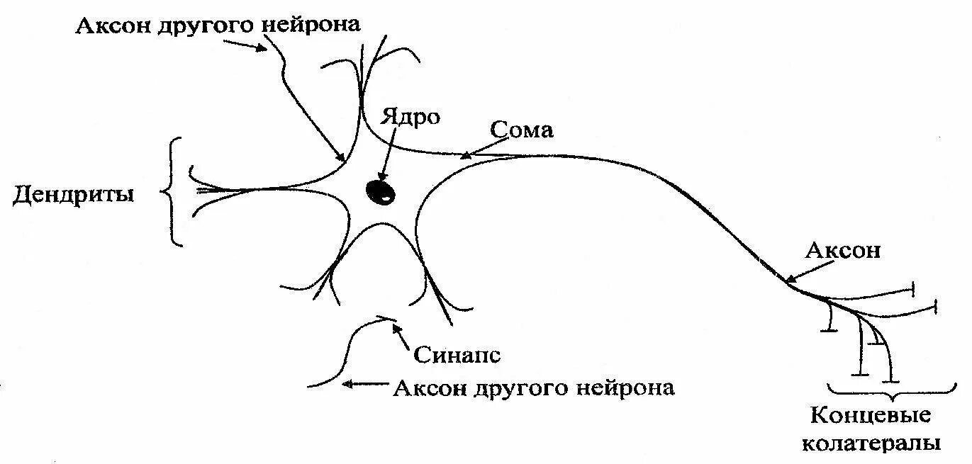 Нейрон рисунок. Схема строения нервной клетки. Схема строения нейрона. Схема строения двигательного нейрона. Структура биологического нейрона.