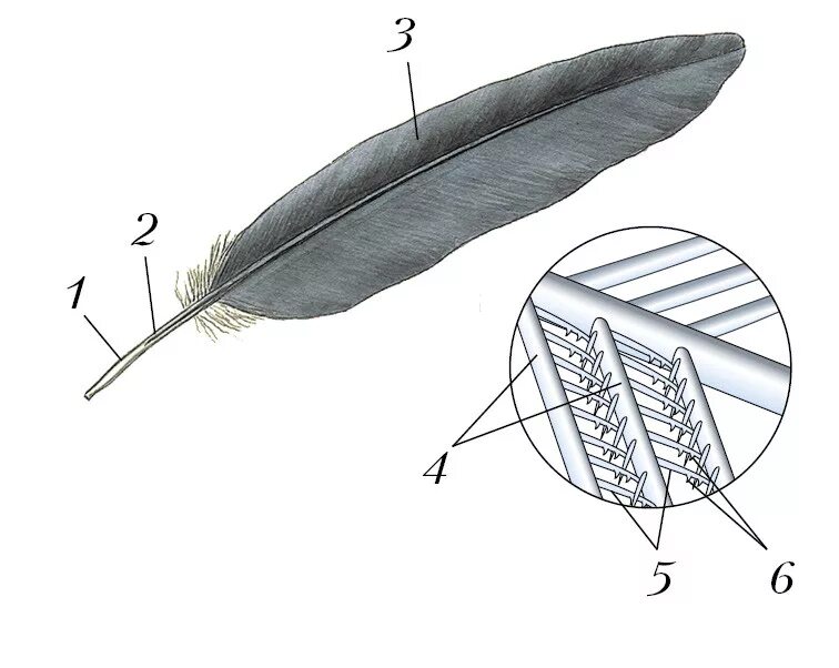 Длина пера