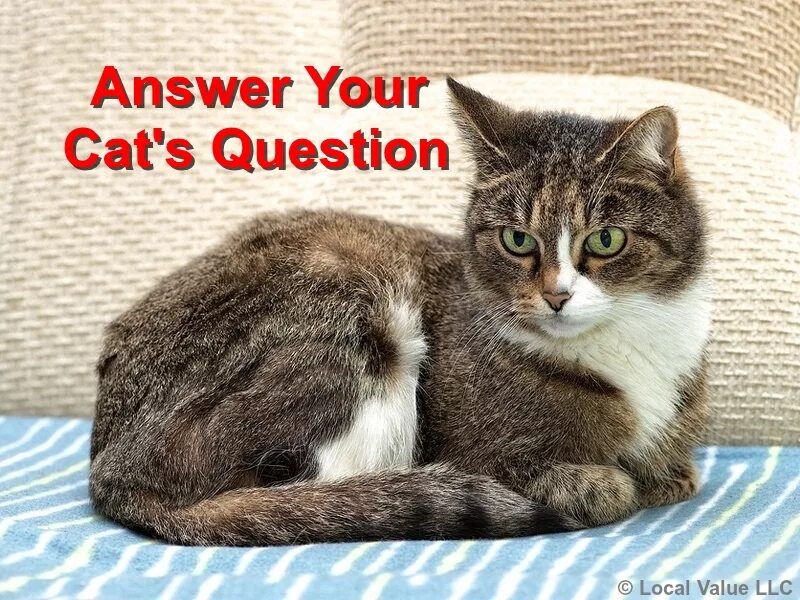 День ответов на вопросы кошки. 22 Января день ответов вашей кошки. Вопросы вашей кошки. День ответов на вопросы вашей кошки картинки. This your cat