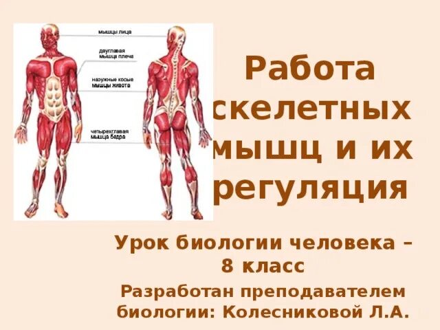 2 виды скелетных мышц. 2 виды скелетных мышц