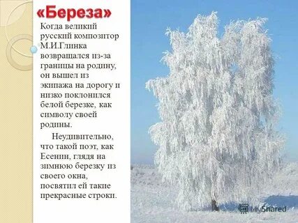 Белая береза размер