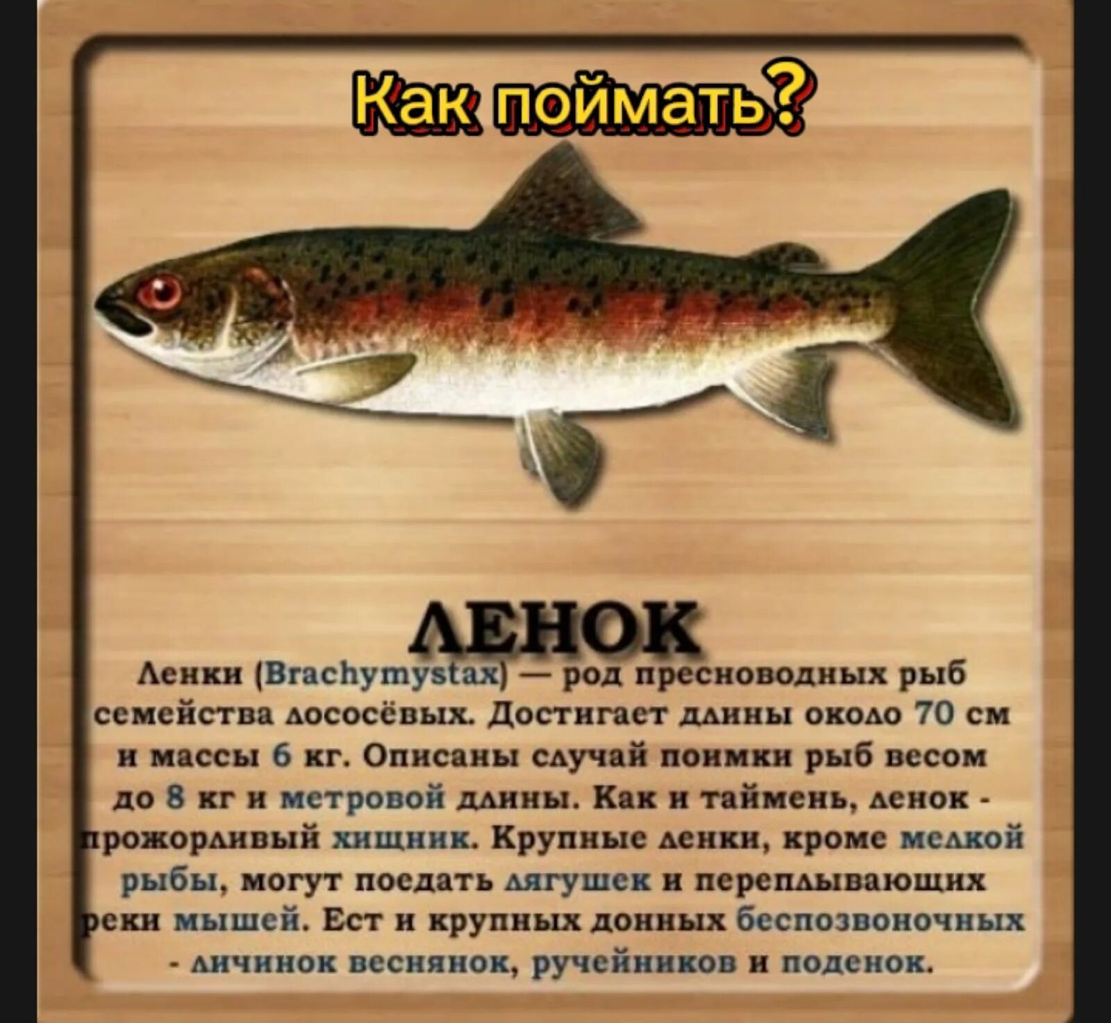 Ленок рецепт. Сообщение о рыбе Ленок. Ленок рыба семейства. Рыбы семейства Таймень.