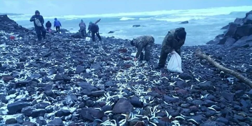 Морская после 11. Рыба выброшенная на берег. Шторм и рыбы выброшенные на берег.