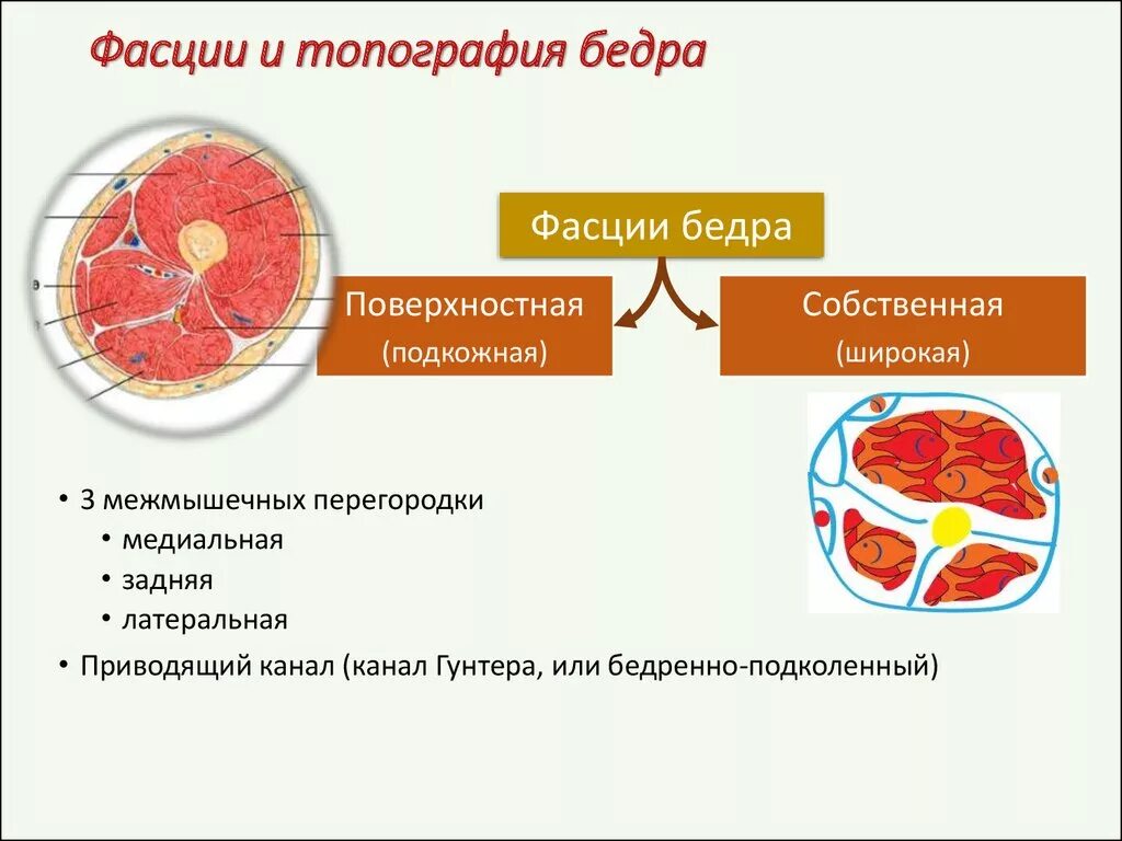 Собственная фасция бедра. Латеральное фасциальное ложе голени мышцы. Фасции бедра. Фасции и топография бедра. Поверхностная фасция бедра.