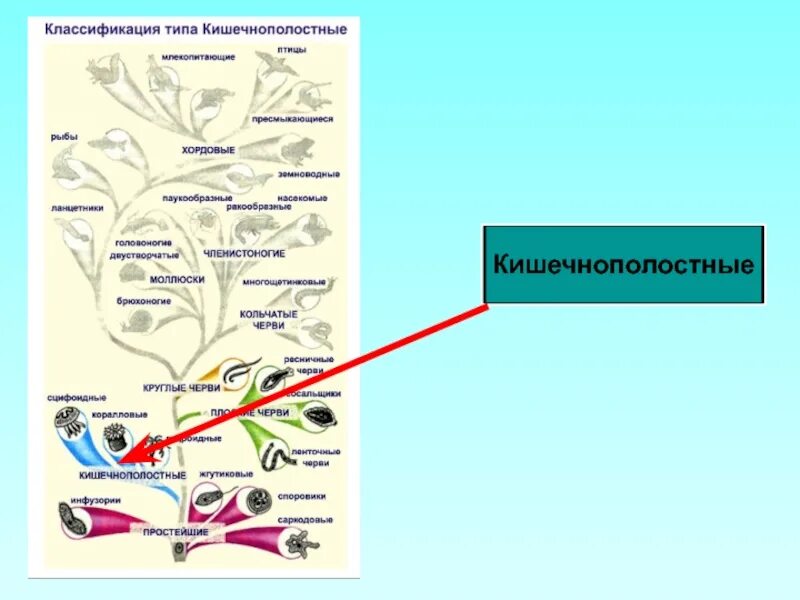 Тип кишечнополостные классификация. Систематика кишечнополостных 7 класс. тип кишечнополостные систематика. кишечнополостные классификация животных. классификация кишечнополостных схема.