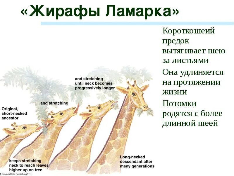 Теория эволюции ламарка жирафы. Ламарк теория жираф. Развитие жирафа. Развитие жирафа. Теория эволюции ламарка жирафы.