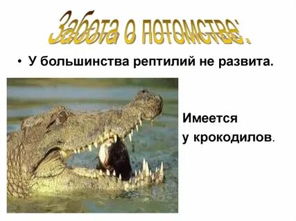 Образ жизни рептилий