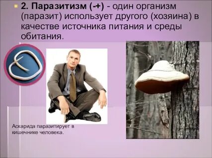 2 паразитизм