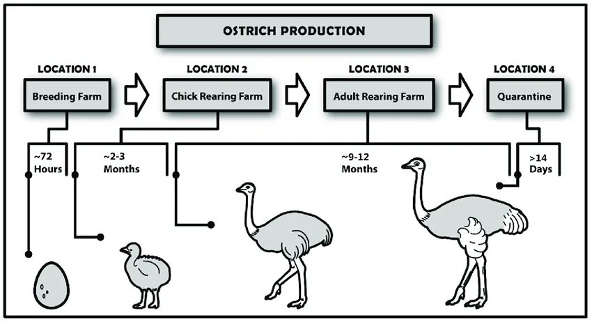 Острич друзья жж. Ostrich фа. Помощь Ostrich. Ostrich произношение. Ostrich 2.0.