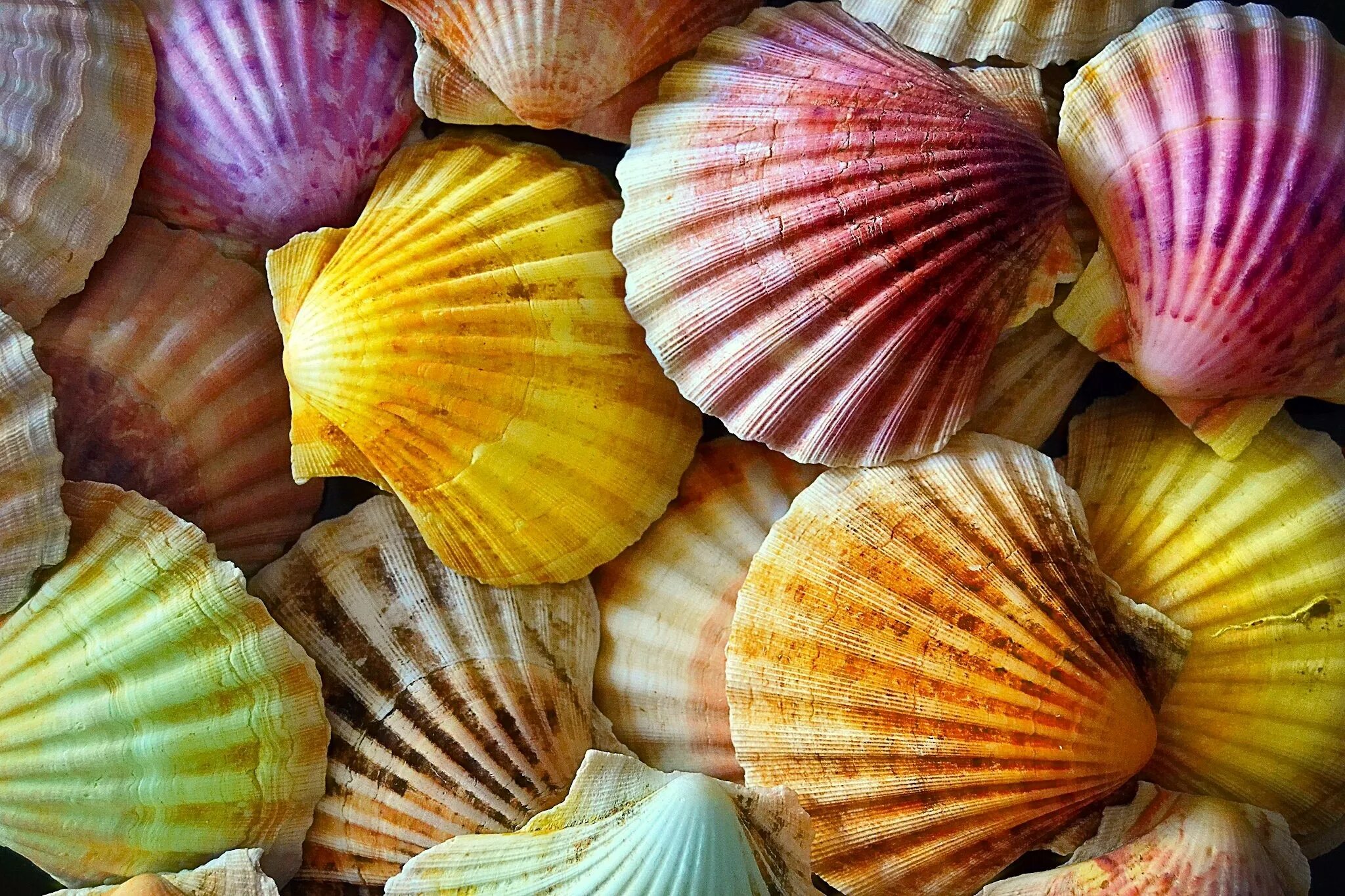 Sea shell
