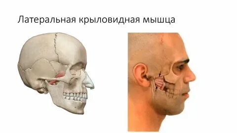 Латеральная крыловидная мышца латынь