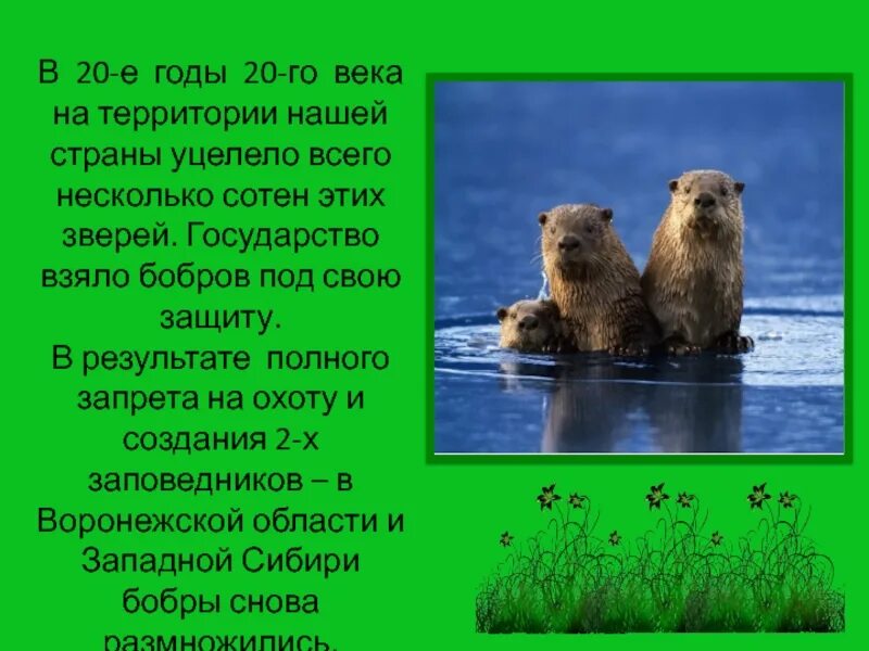 Текст про бобра. Презентация про Бобров. Презентация про бобра. Бобры презентация. Бобер презентация.