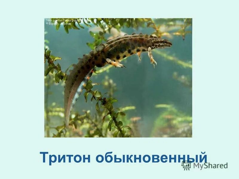 систематическое положение тритона обыкновенного. рассказ о тритоне. тритон класс земноводные. тритоны земноводные сообщение. чем дышит тритон.