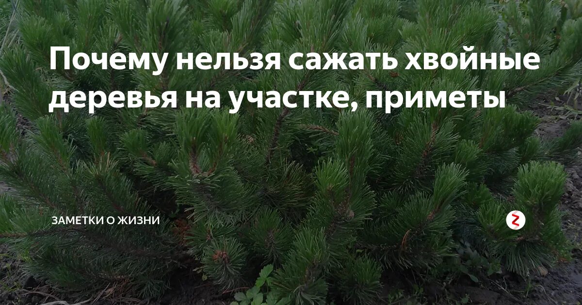 Почему нельзя сажать хвойные деревья на участке. Сосна на участке приметы. Деревья на участке приметы. Хвойное дерево на участке приметы. Приметы елки дома