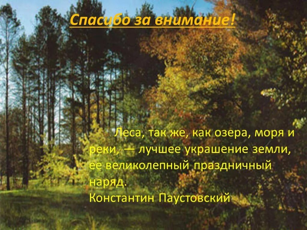 Благодарность сочинение паустовский. Спасибо за внимание лес. Спасибо за внимание леса. Спасибо за внимание Тайга. Спасибо за внимание для презентации леса.