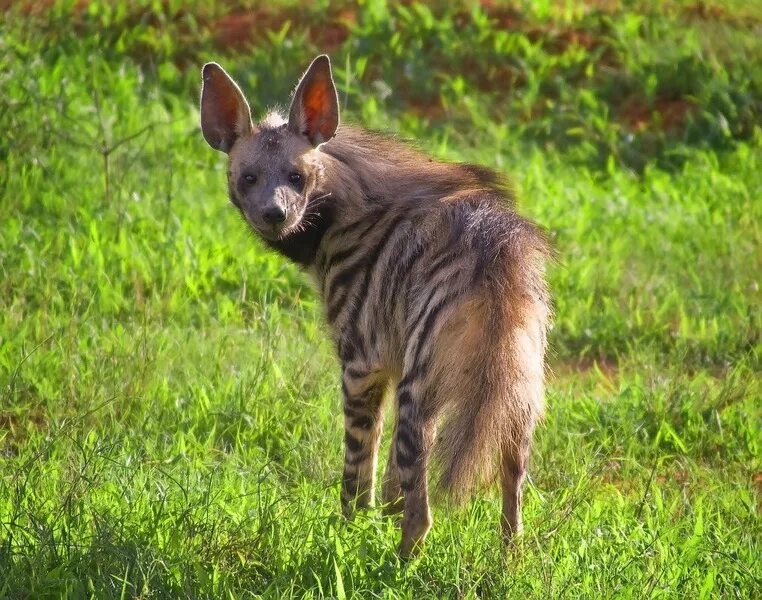 Полосатая гиена фото. Полосатая гиена. полосатая гиена (hyaena hyaena). тигровая гиена. полосатая гиена в африке.