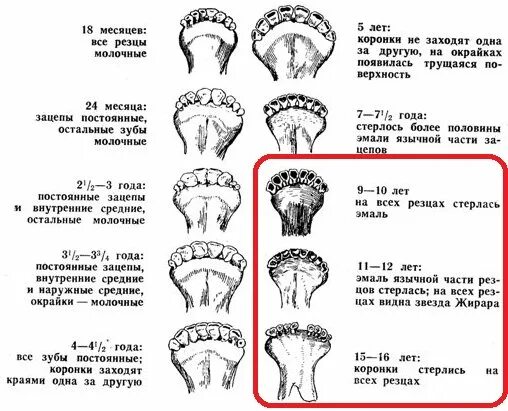 Как определить возраст кошки или собаки - Лайфхакер