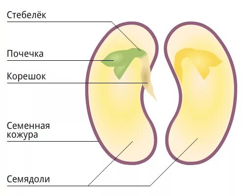Рисунок двудольных. Рисунок строение семян двудольных и однодольных растений. Двудольные семена семядоли. Строение семени двудольного растения рисунок. Строение семени двудольного растения.
